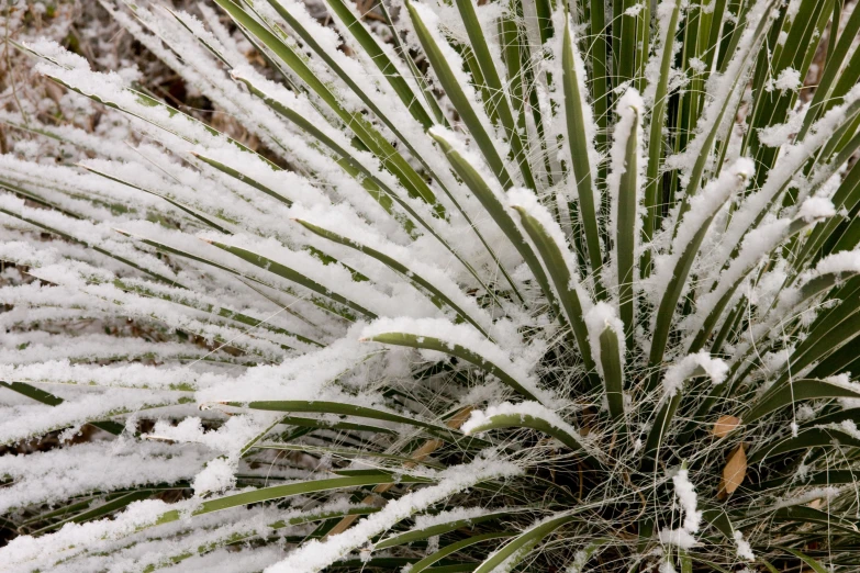 some snow on a large green plant