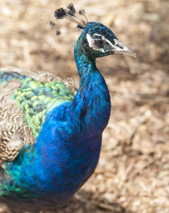 a blue peacock with green feathers and a yellow beak stands alone in the dirt