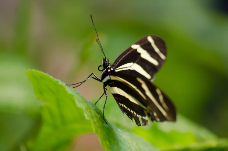 closeup s of a single yellow and black erfly