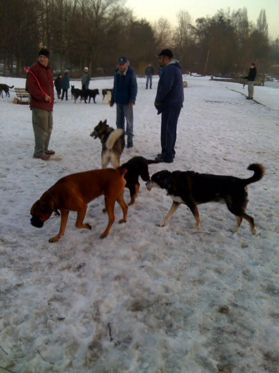 a group of dogs playing in the snow