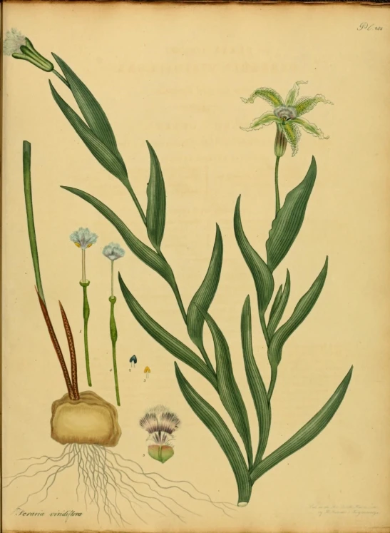 an illustration of plants with leaves and roots