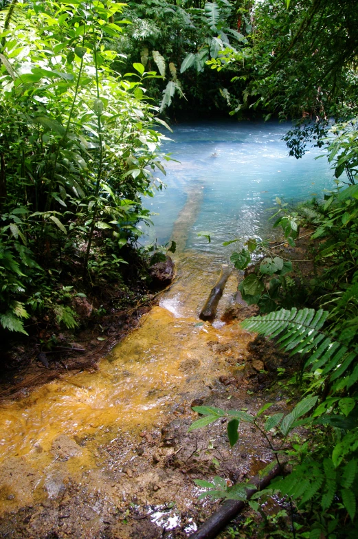 a muddy road going through a tropical green forest