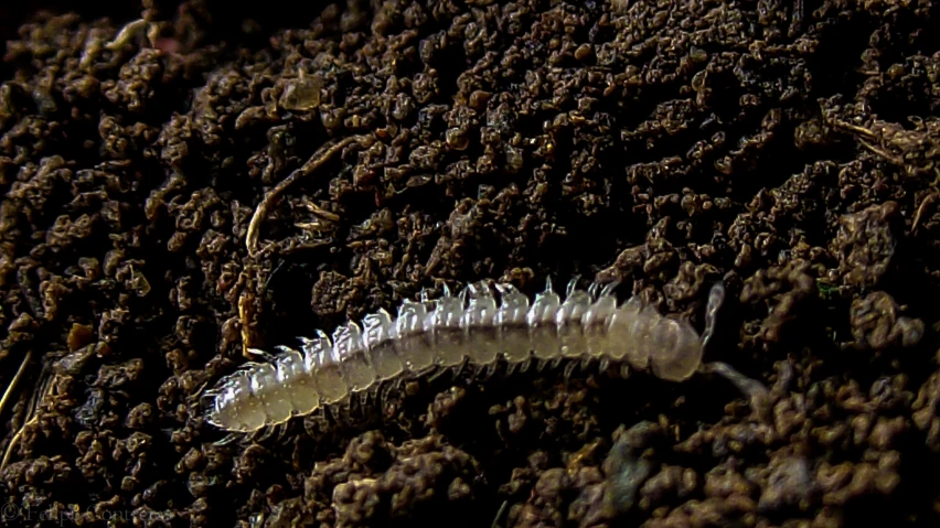 a very big caterpillar walking around on the ground