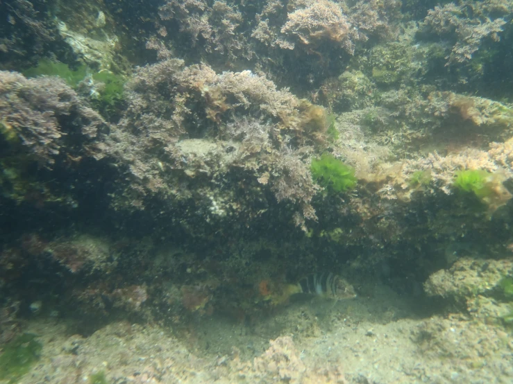 fish swims in the water near many colorful corals