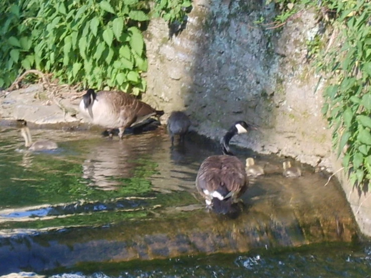 a family of birds on the river water