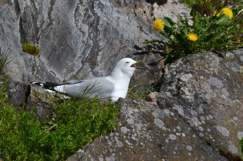 a small white bird perched on a rock next to some flowers