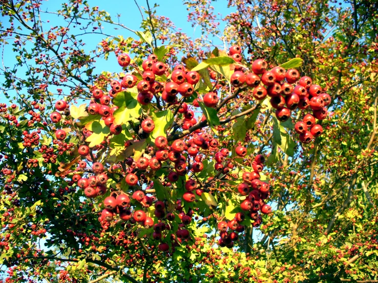 the berries have red centers that are hanging off the tree