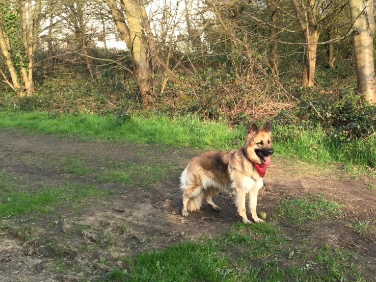 a dog standing in front of a forest