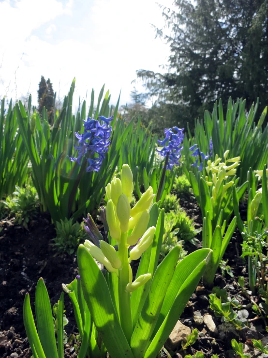 some blue and green plants in a field