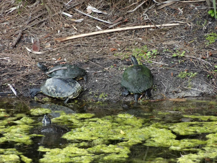 some turtles that are sitting in the grass by some water