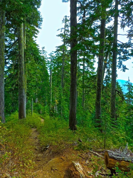 trees and grassy area in the woods along with path