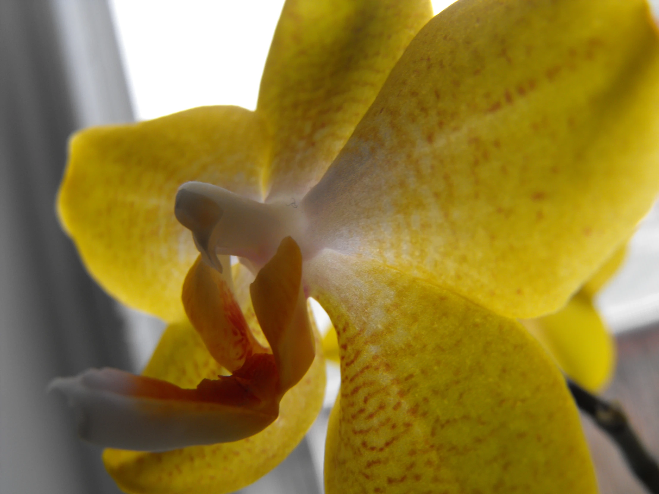 a yellow flower blooming on the side of a window