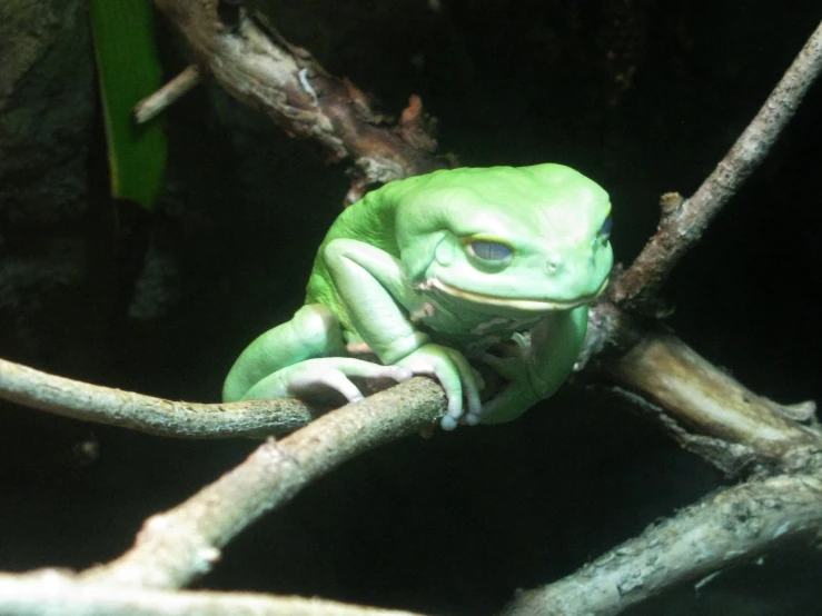 a green frog sits on a nch and looks to its right