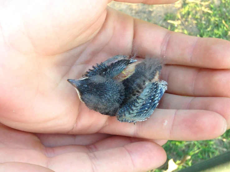 small bird in persons palm showing blue body