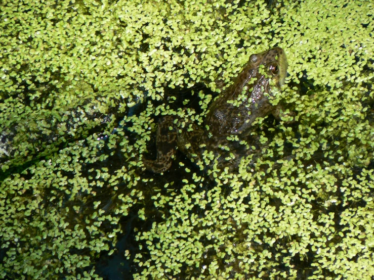 a frog sitting on top of green plants