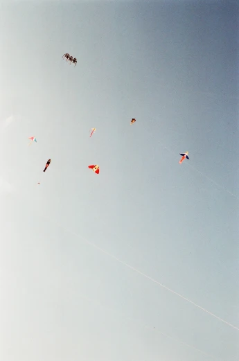 a group of kites are flying in the sky