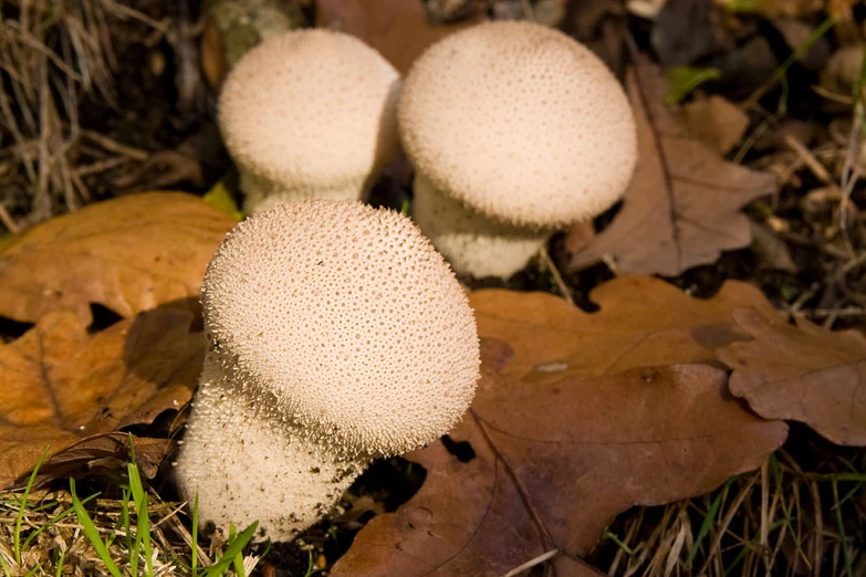 three mushrooms are in the leaves on the ground