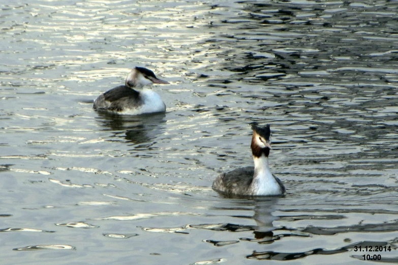 two ducks floating down a body of water near each other