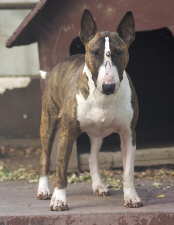 a dog that is standing outside of a barn