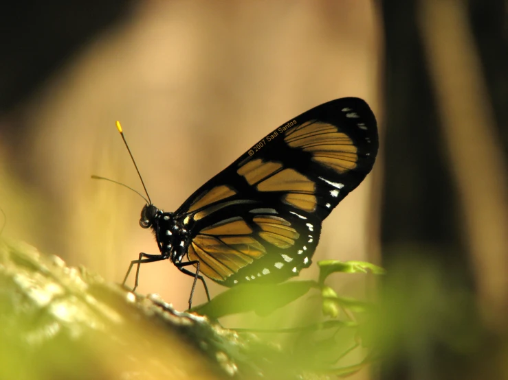 a erfly on a plant in the dark