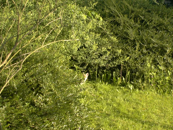 an animal looking around near some thick green trees