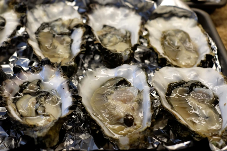 group of oysters with ice on a tray