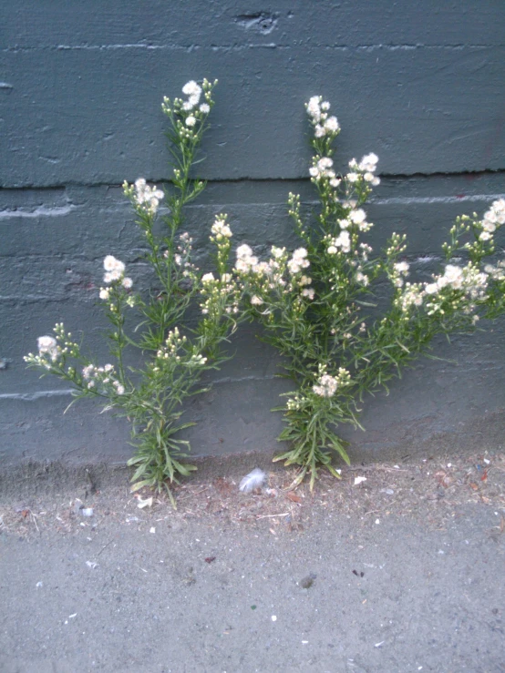 three small white flowers near a blue wall