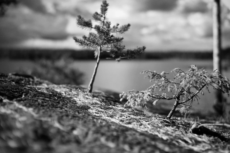 two small trees sitting in front of a body of water