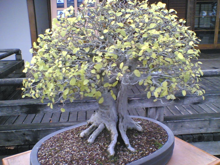 a bonsai tree with yellow leaves on a table