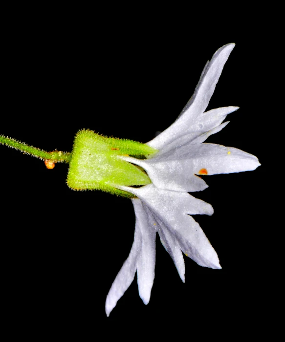 the green stems and petals of an ornamental flower