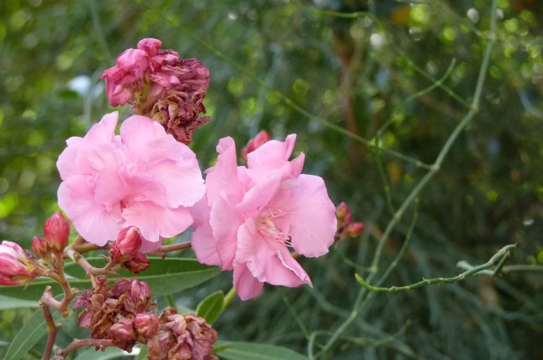 pink flowers and leaves in the middle of the jungle