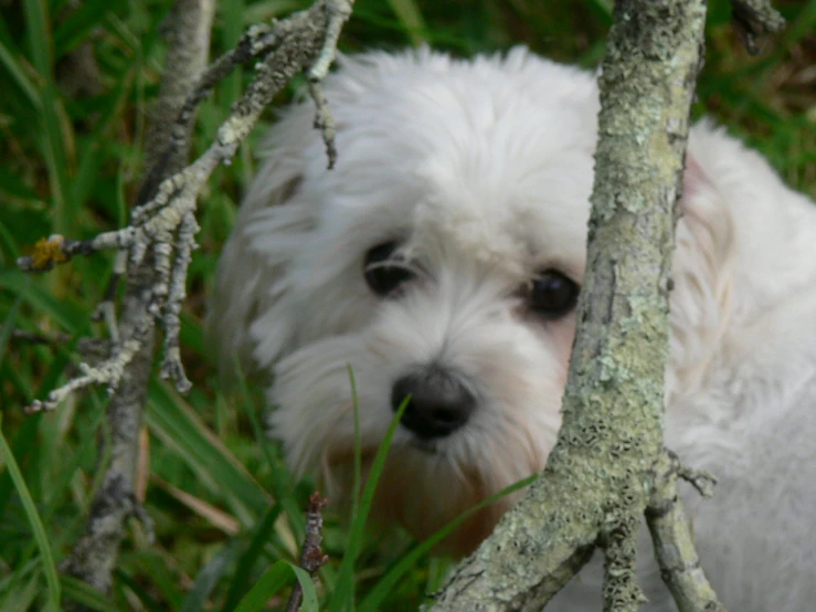 a small white dog peaking through a tree nch