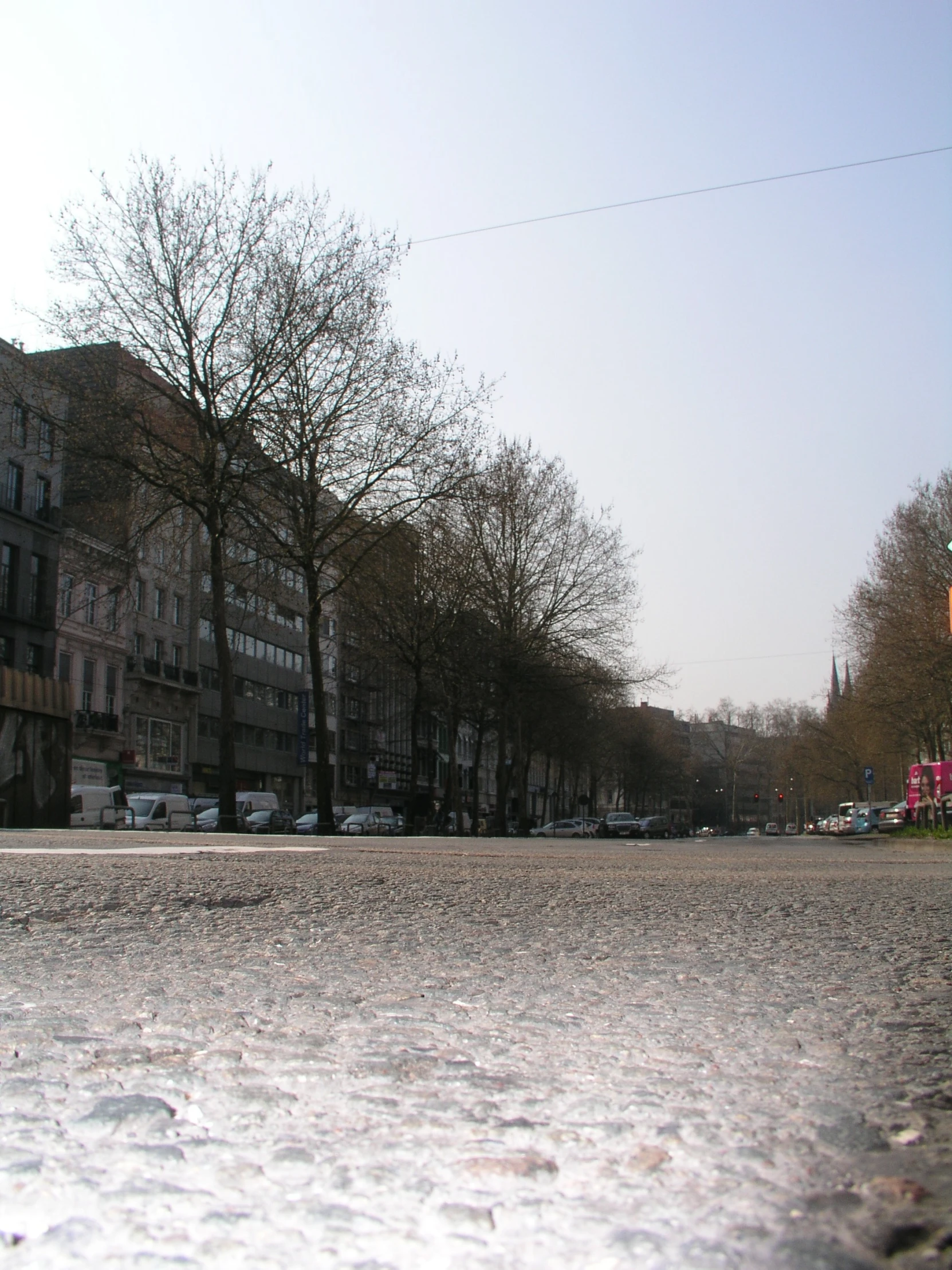 a row of trees lined on the street with wet asphalt