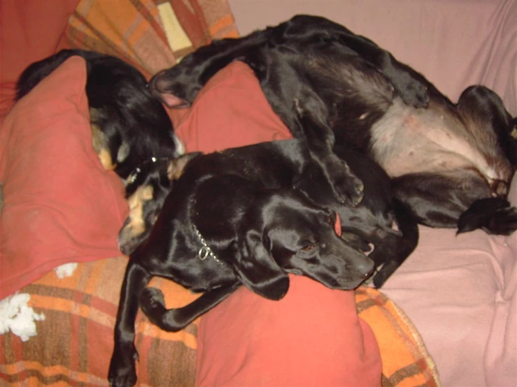 two dogs sleeping on top of a bed