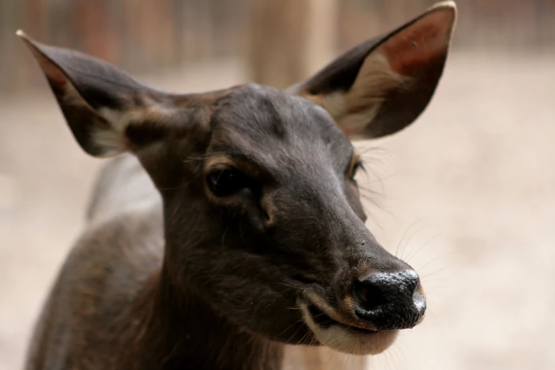 closeup po of a deer with black horns and brown markings