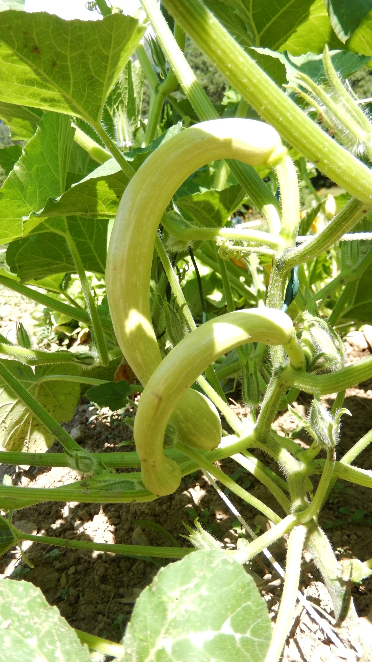 an unripe stalk with green leaves and a curled object