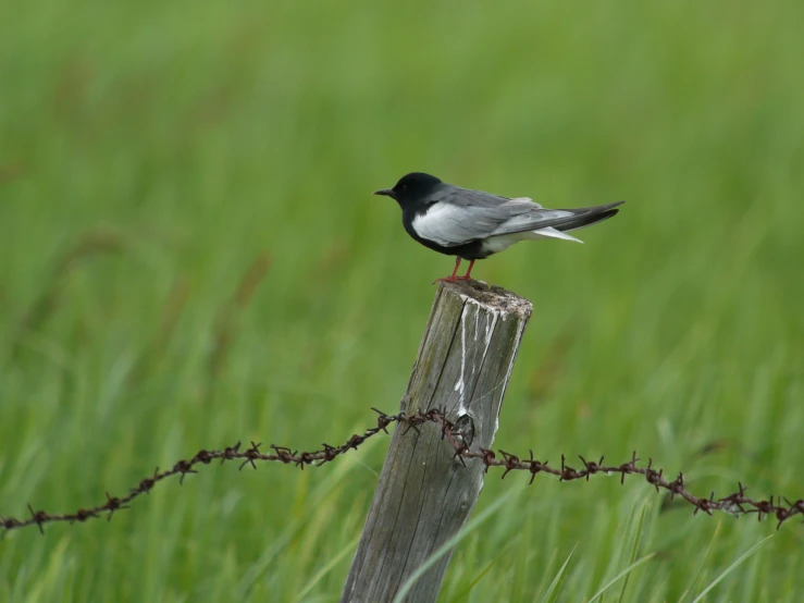 a black and grey bird perched on the top of a fence post