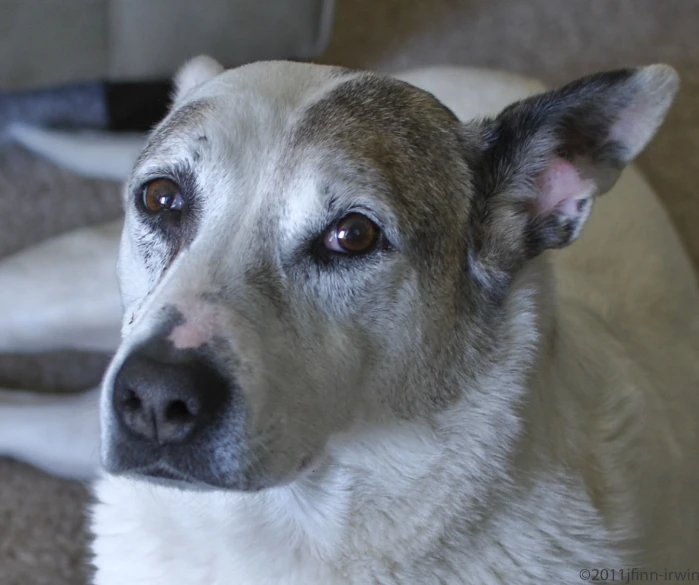 a dog sitting on the ground in a home