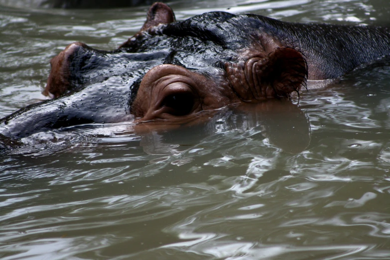 an animal is floating in the water with a nose out