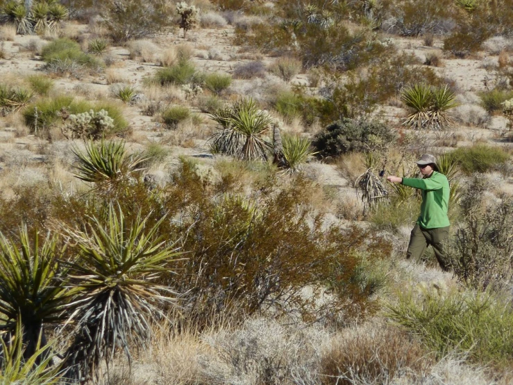 man in green shirt walking through dry grass and plants