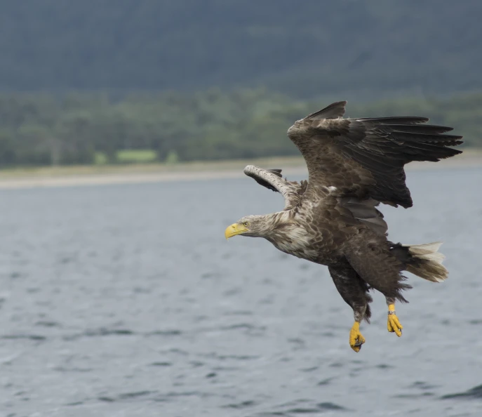 an eagle flying low over the water