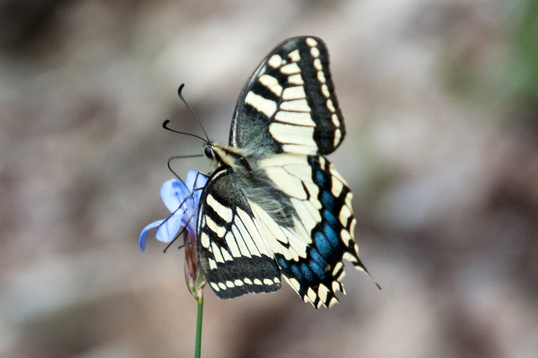 a beautiful erfly perched on a flower