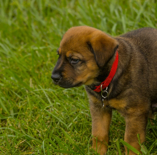 a brown dog standing on top of grass