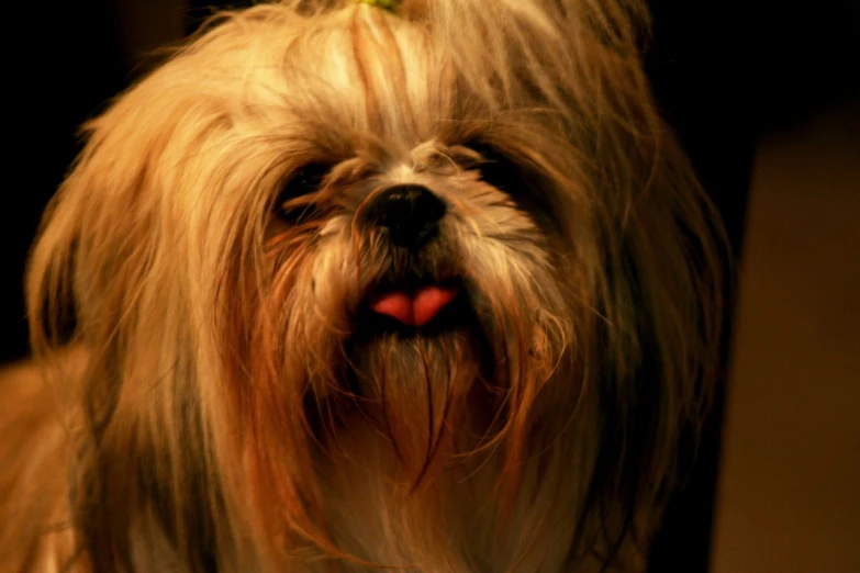 a brown and white dog with a red tie