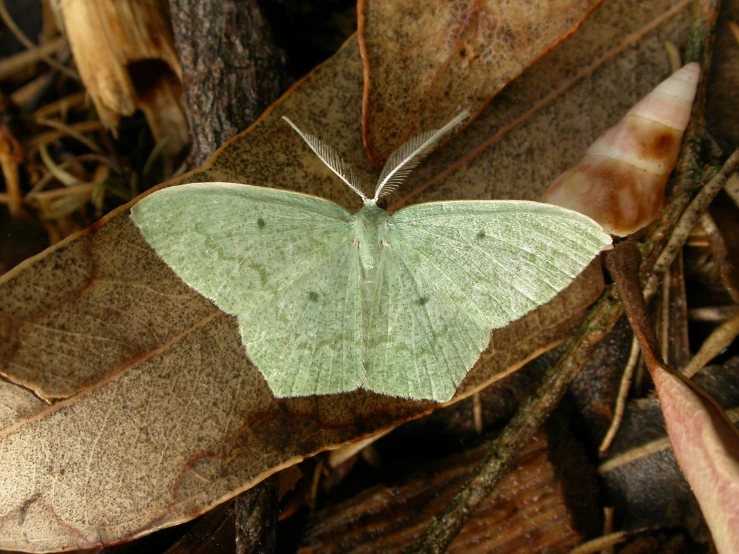 a moth resting on a leaf in a forest