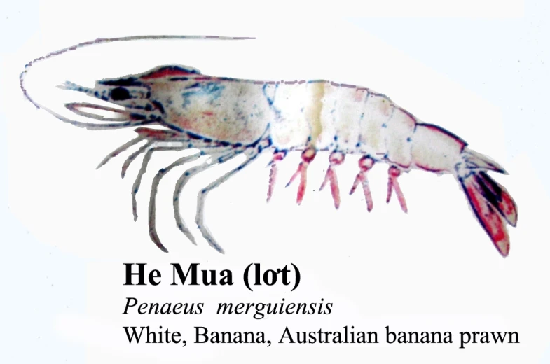 the names of sea animals and their meanings