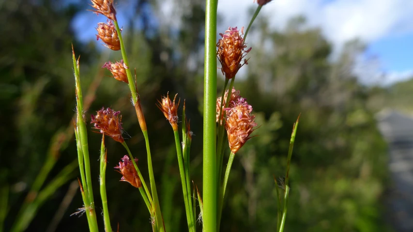 an image of flowers blooming in the woods