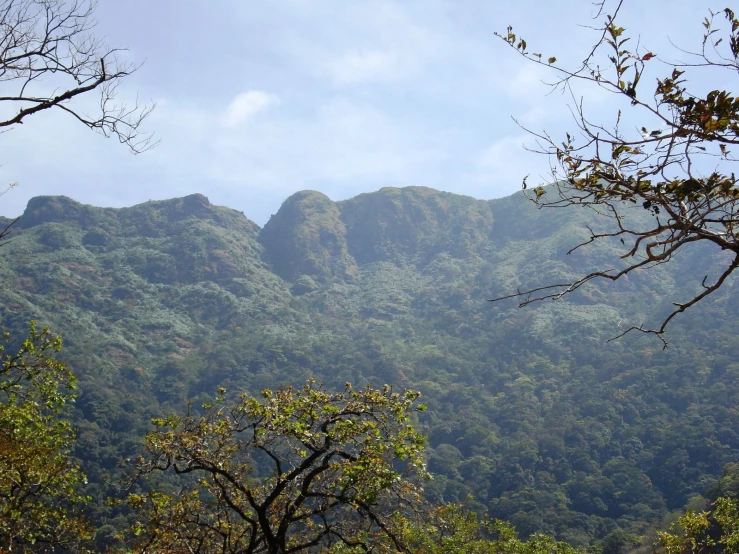 several trees are growing along the hillside