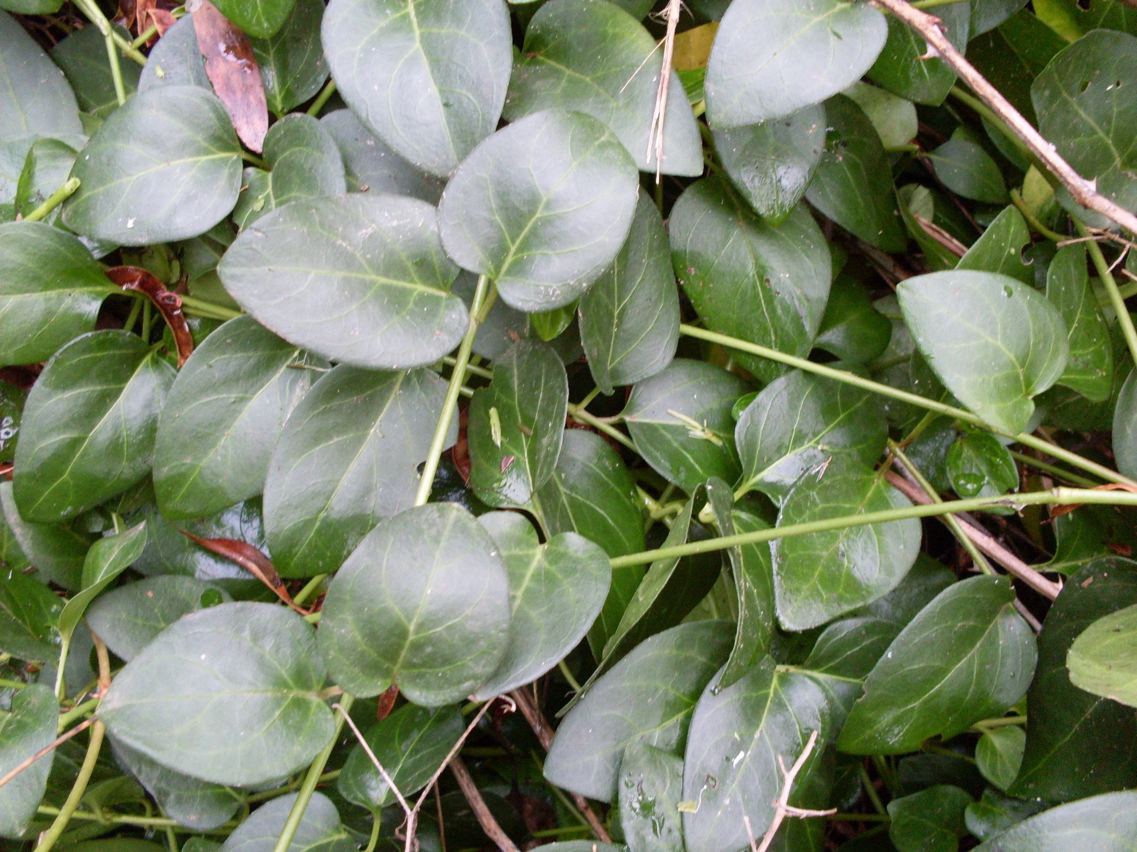 some green plants with very thin leaves and brown stems