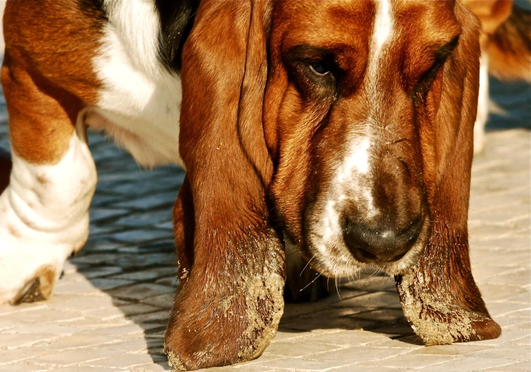 a big basset hound is standing outside in the sunshine